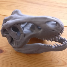 T rex skull