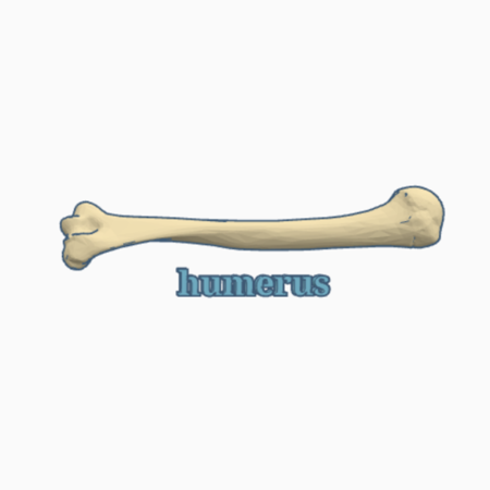 Human humerus bone