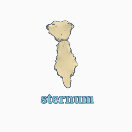 Human sternum