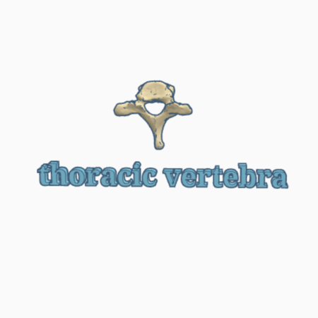 Thoracic vertebra