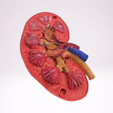 Human kidney