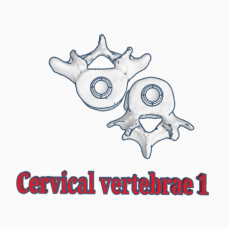 Human cervical vertebrae