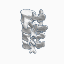 Human cervical vertebrae