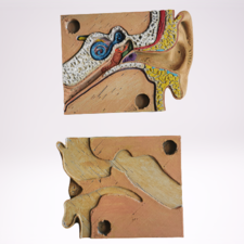 Internal structure of the ear