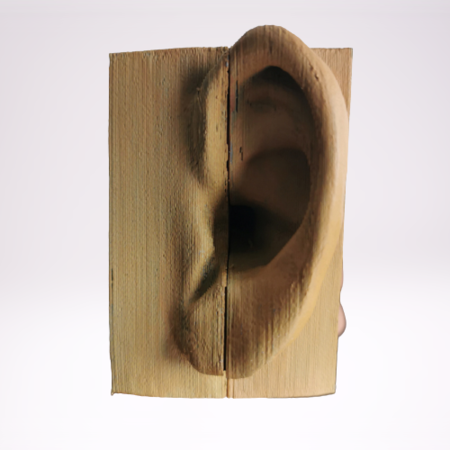 Internal structure of the ear