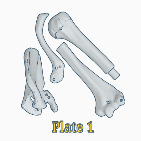 Human upper limb bones